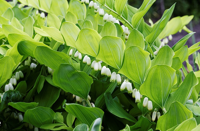 Solomon’s seal (Polygonatum)