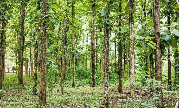 Teak Tree