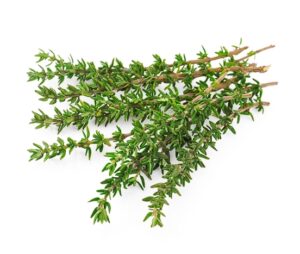 Thyme