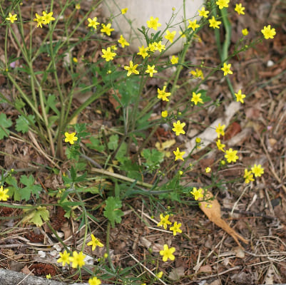 Western Buttercup, Ranunculaceae Family Plants List