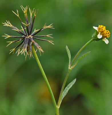Zoochory, Ranunculaceae Family Plants List
