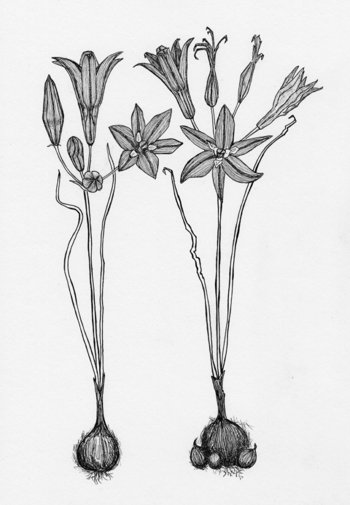 Brodiaea elegans ssp. elegans – Elegant Cluster Lily (Harvest Brodiaea)