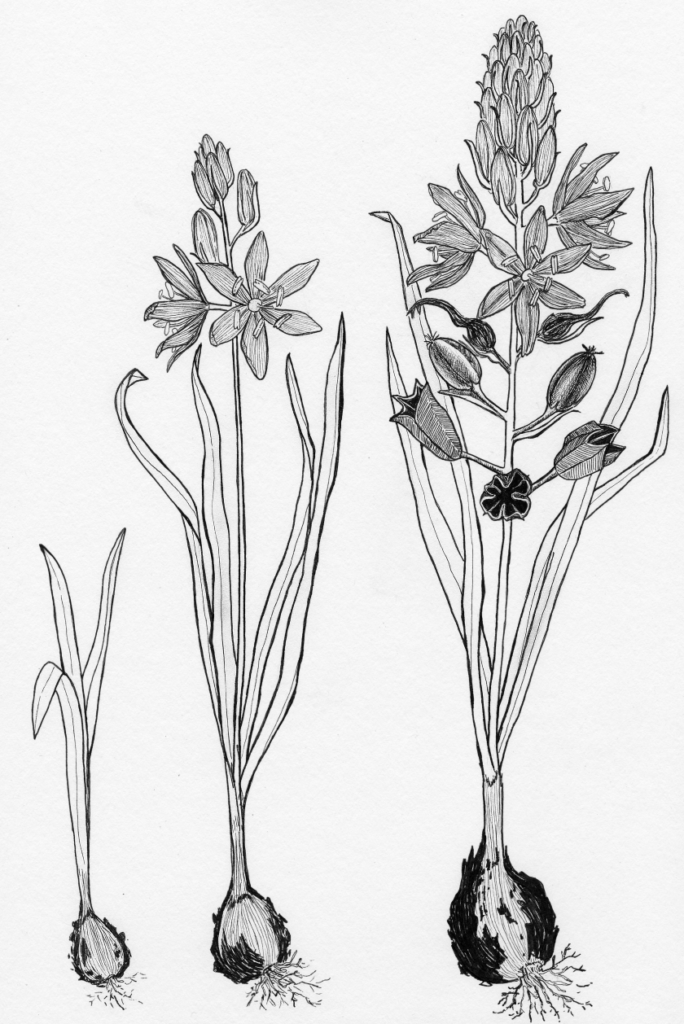 Camassia leichtlinii ssp. Suksdorfii – Tall Camas