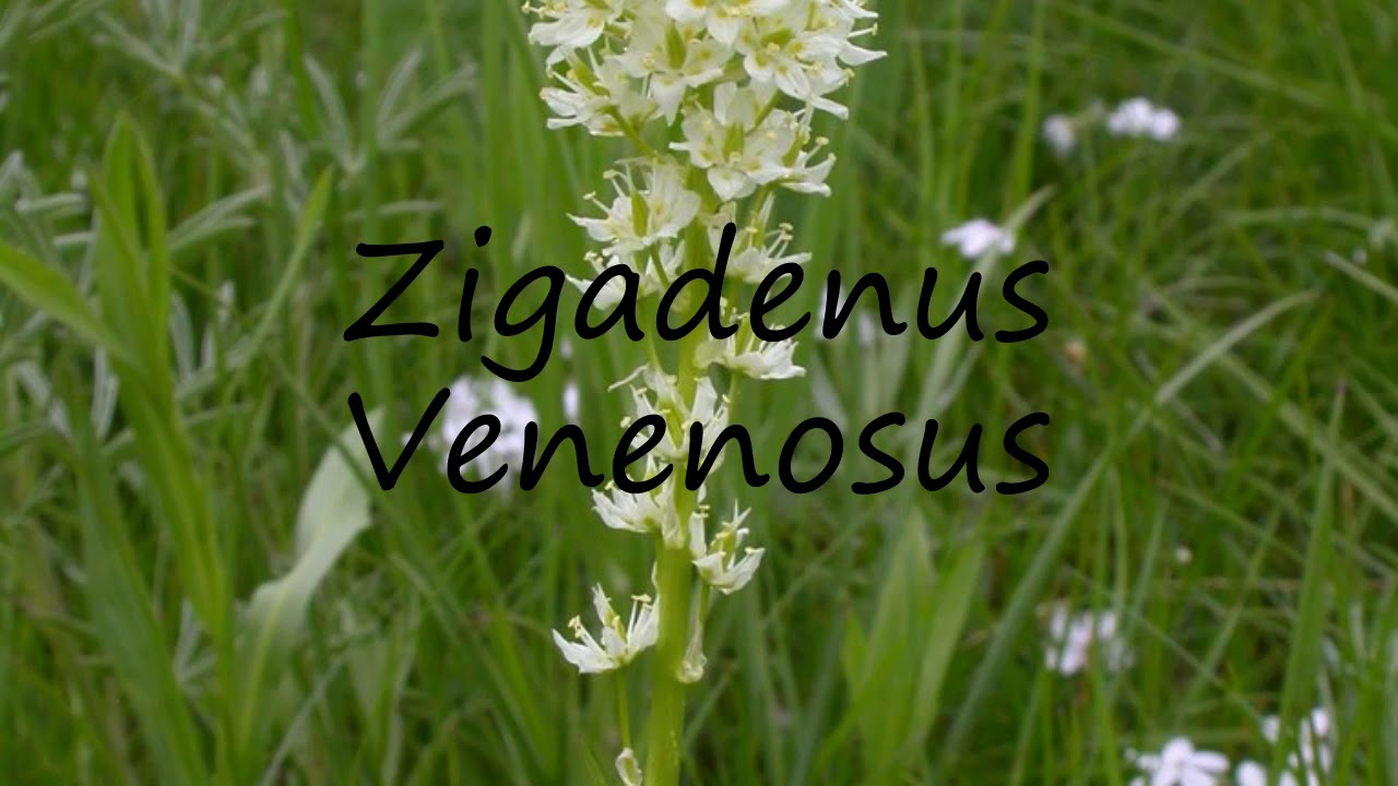 death camas toxicoscordion venenosum