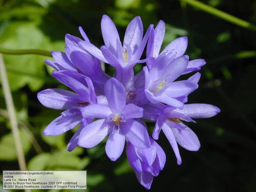 Dichelostemma congested – Ookow 