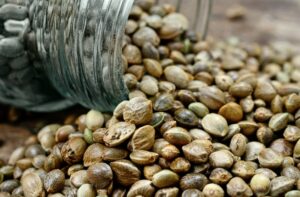 hemp seeds