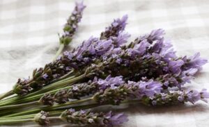 lavender