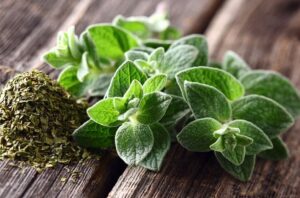 Oregano