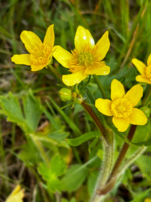 Orthorhynchus – Straight Beak Buttercup, Ranunculaceae Family Plants List