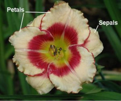 Perianth