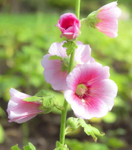 Hollyhock