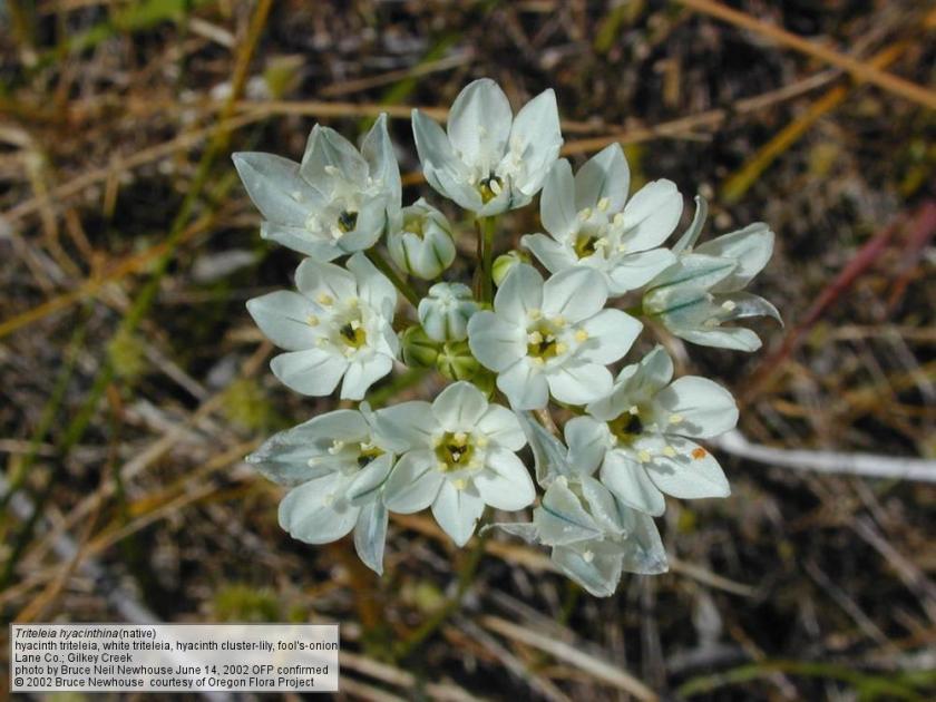 Triteleia hyacinthine – Fool’s Onion