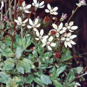 Tiny but complex flowers