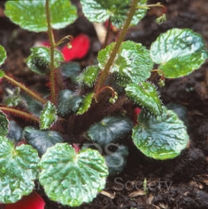 Diverse and surprising leaves, Saxifragaceae Family Characteristics