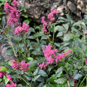 The inflorescences
