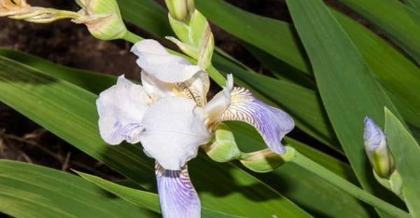 What do Iridaceae plants really hide?