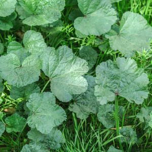 Heuchera Leaves, Saxifragaceae Family Characteristics