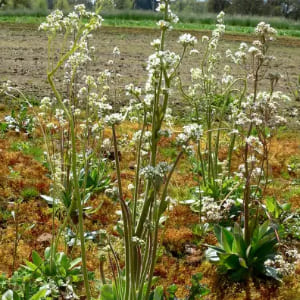 The flowers, although small, Saxifragaceae Family Characteristics