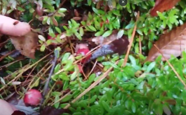 A secret map of Wild Cranberries