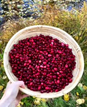 An ideal day among nature and berries5