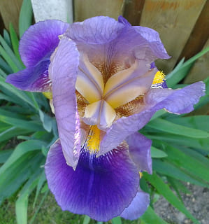 Bearded iris - Iris Germanica