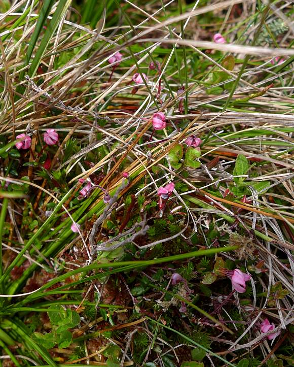Botany a jewel among mosses and laurels