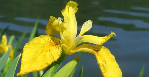 Color and symmetry of Iridaceae plants