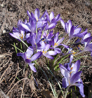 Crocus Tommasinianus