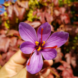 Crocus sativus flower