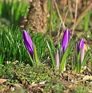 Crocus sativus plants