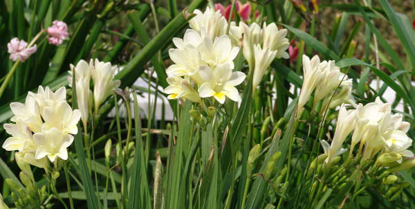 Freesias