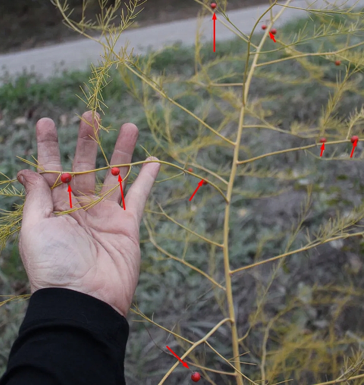 Fruit of asparagus toxic to humans