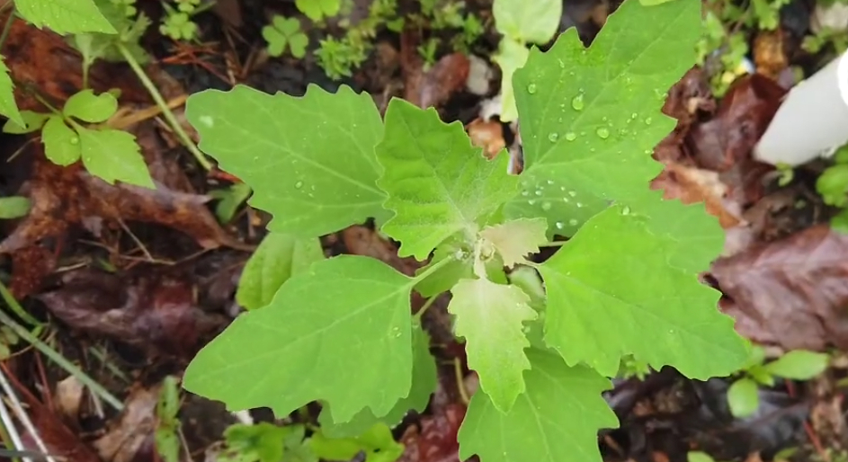 Gathering for Lamb’s Quarters, Goosefoot, or Wild Spinach 