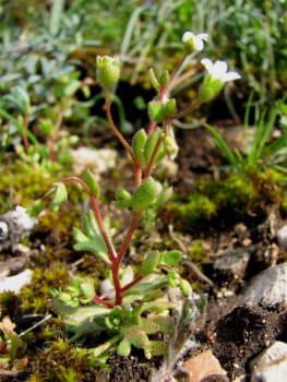 Habitats and Ecology of Saxifragaceae Plants