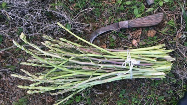 Harvest wild asparagus as your grandfather did