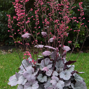 Heuchera