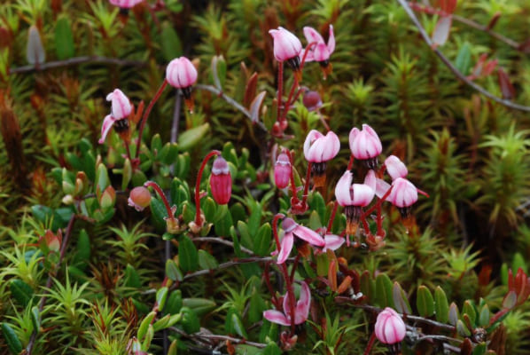 Hidden flowers and aquatic surprises