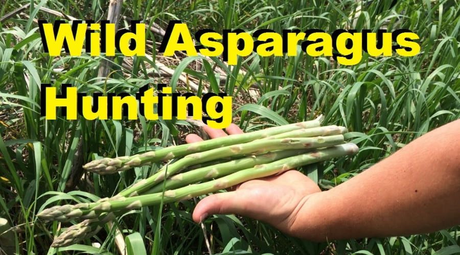 How To Harvest Wild Asparagus