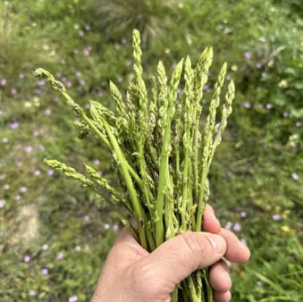 How to harvest wild asparagus in spring
