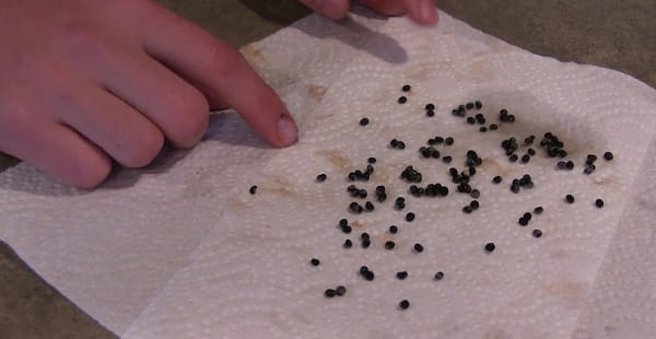 How to harvest wild asparagus seeds