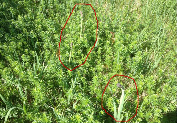 How to identify and find wild wild wild asparagus