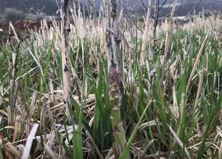 Identifying Wild Asparagus