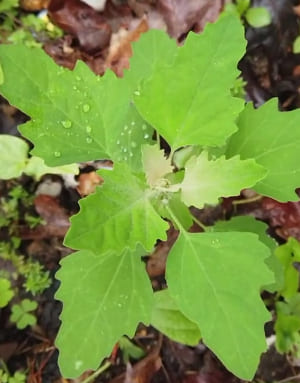 Identifying wild spinach in summer