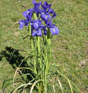 Iris latifolia