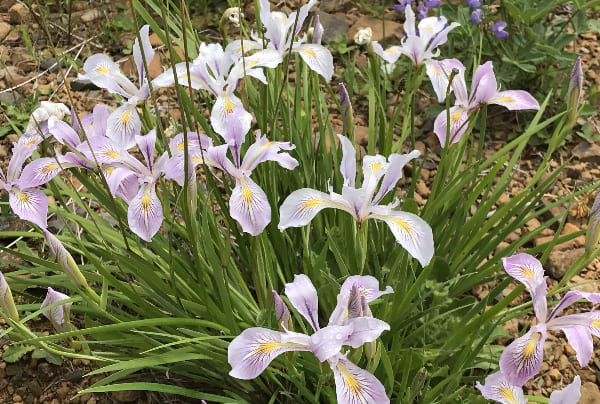 Iris tenax var. tenax – Oregon iris