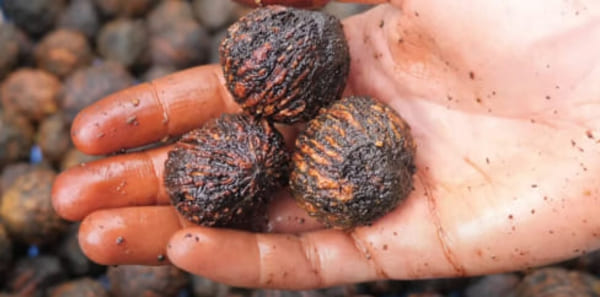 Is it worth knowing the Basic needs for preserving a walnut