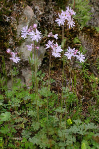 Lithophragma parviflorum