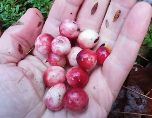 Looking for Wild Cranberries