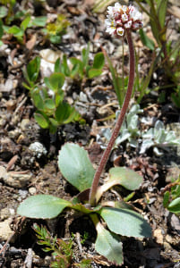 Micranthes rhomboidea