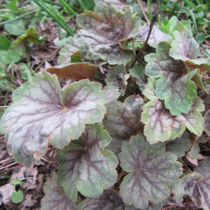 Morphological characteristics of the family Saxifragaceae